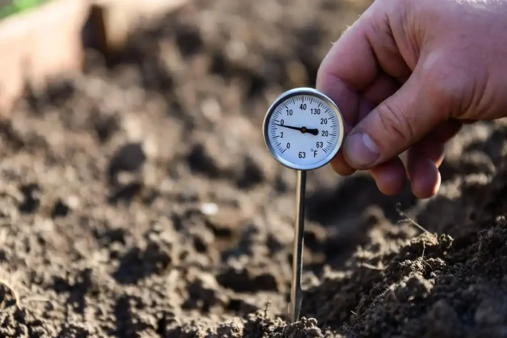 soil probe thermometer inserted in garden bed checking ground temperature