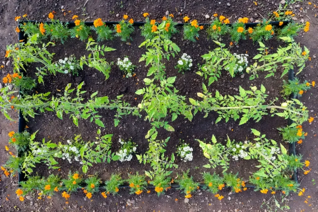 overhead view of raised bed showing marigold border and low flowers between tomato rows