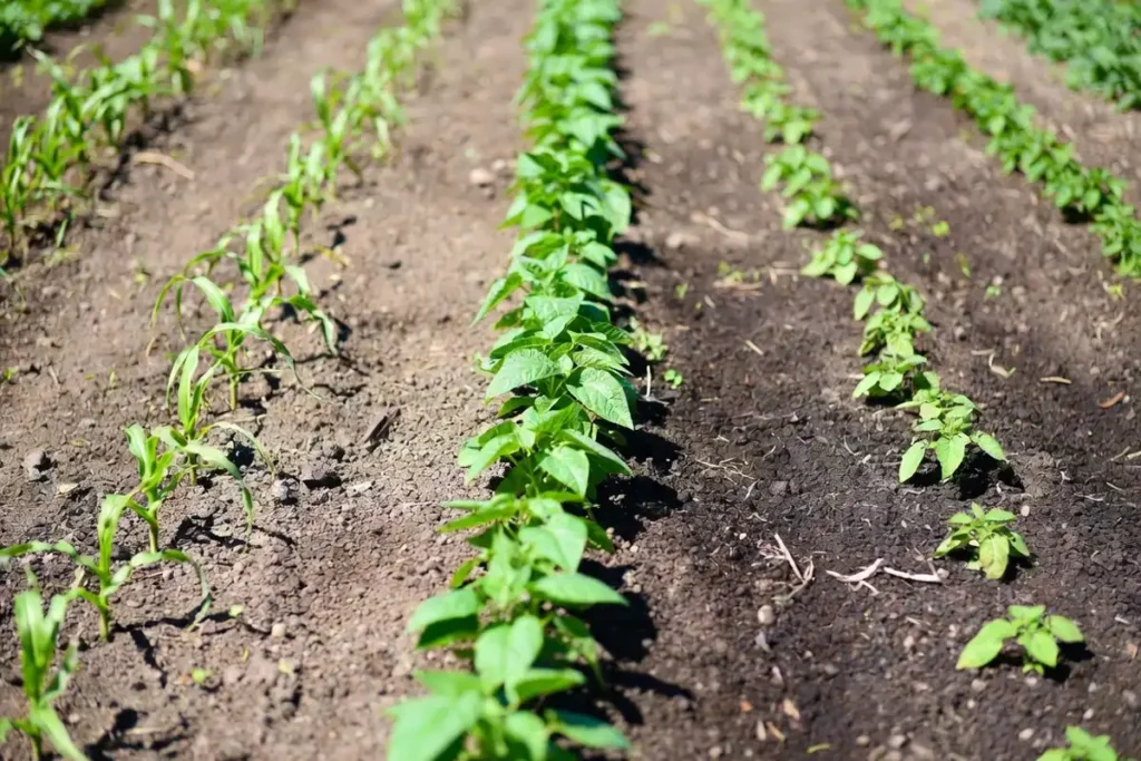 Garden rows showing spacing between corn and potato plants