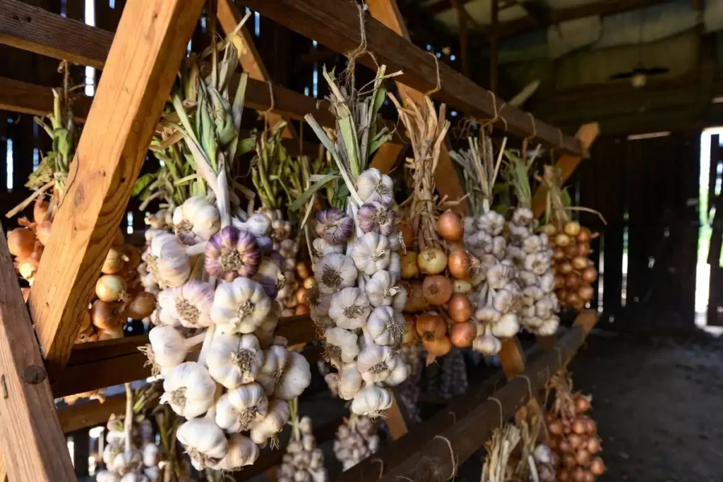 Garlic and onion bulbs hanging to cure in a ventilated farm shed