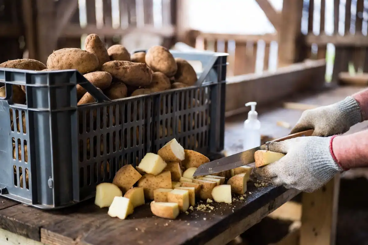 cut and cure seed potatoes