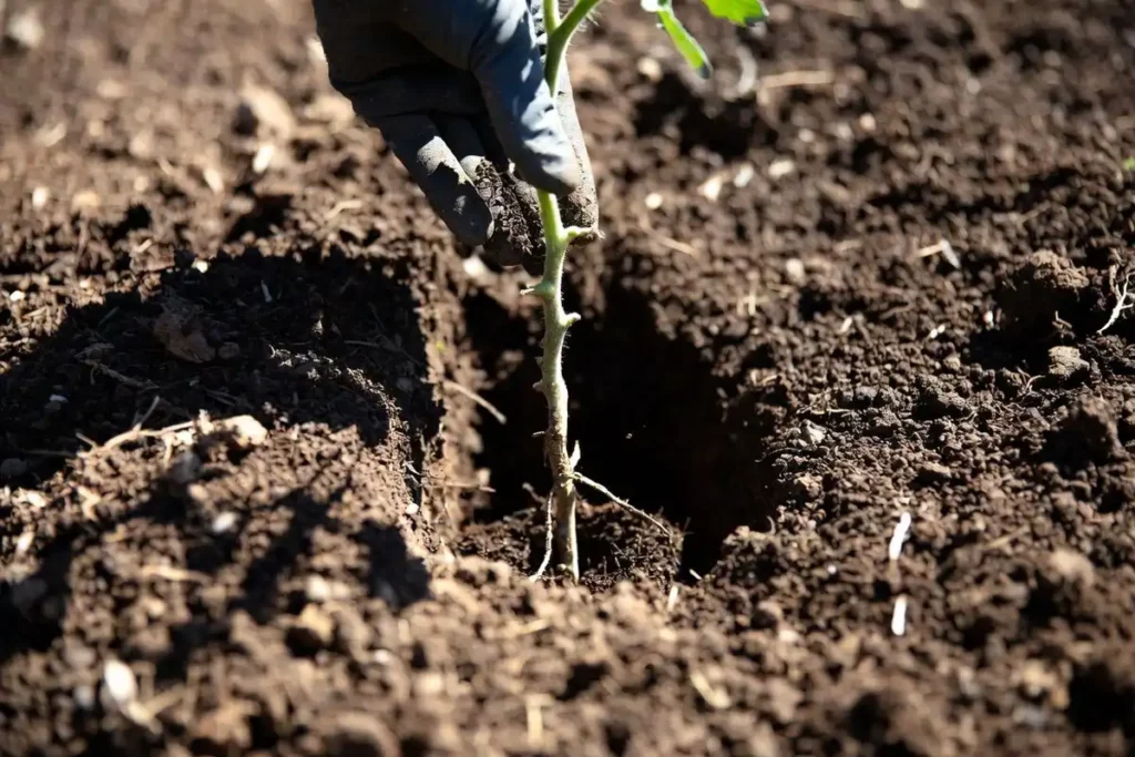 tomato transplant lowered into deep planting hole with bare stem visible below soil line