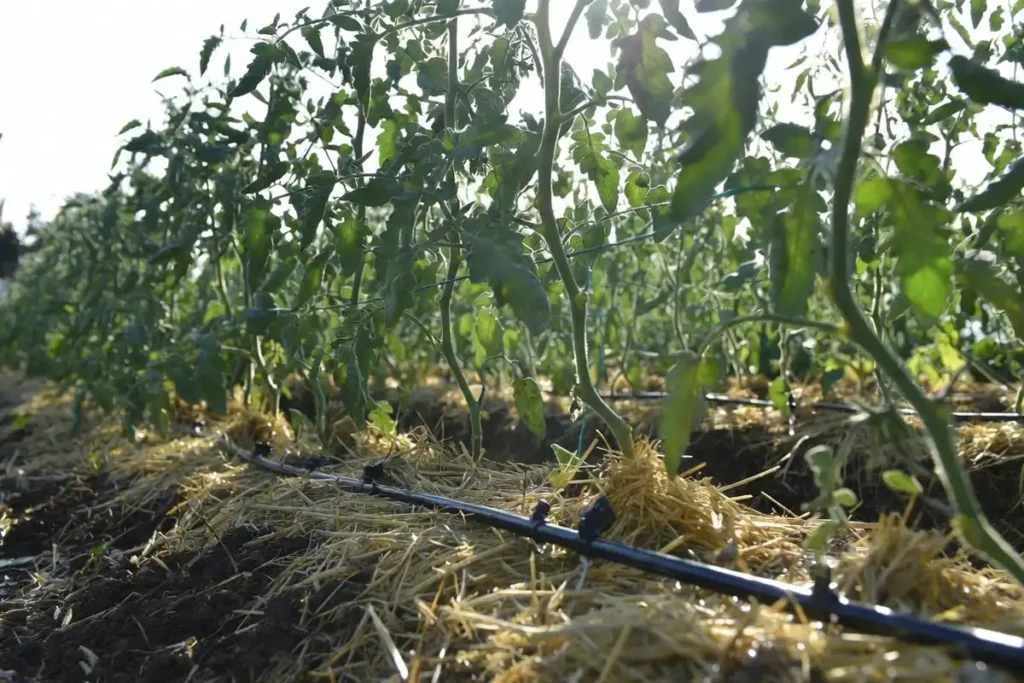 drip lines delivering water to the base of tomato plants with straw mulch covering the soil