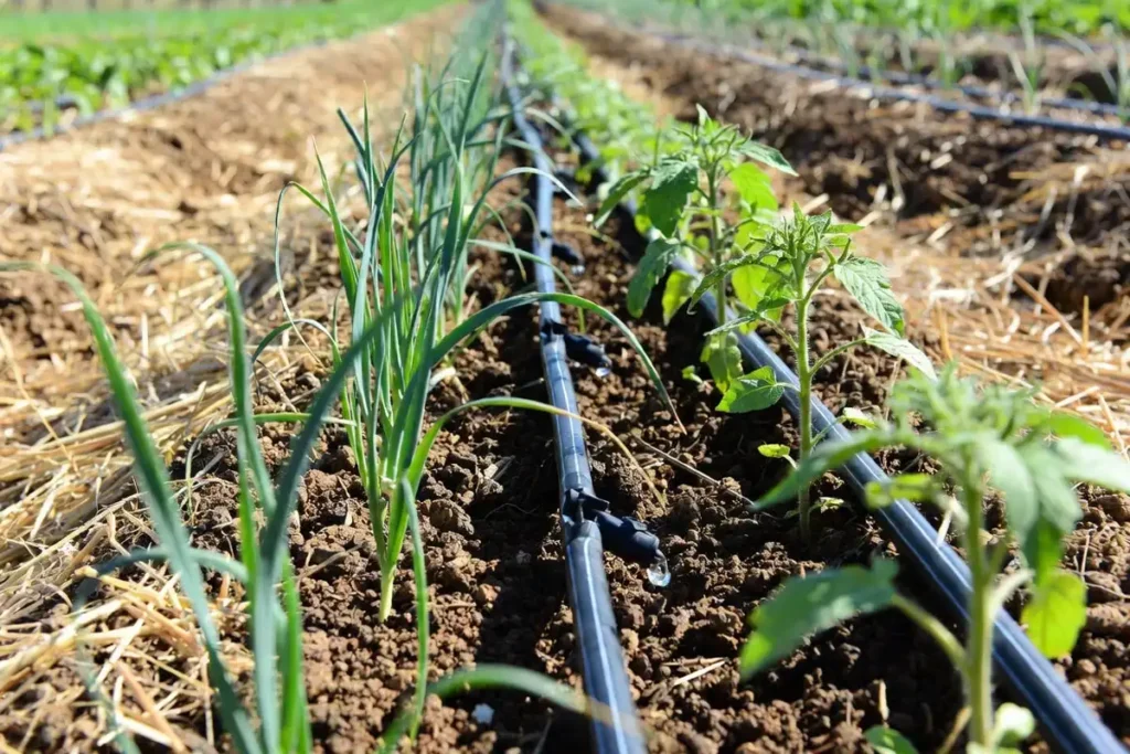black drip irrigation lines delivering water at soil level between onion and tomato plants