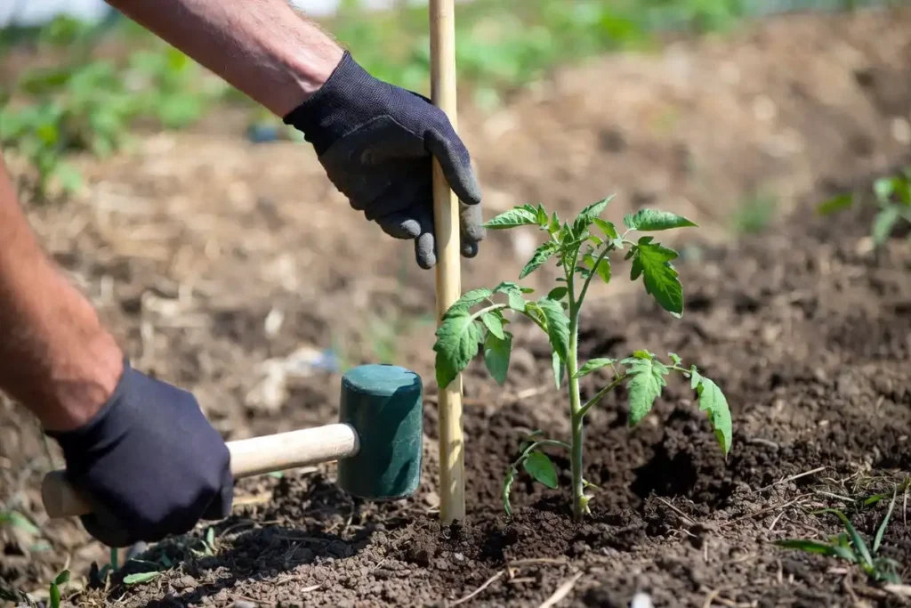 gardener driving a wooden stake into soil beside a young tomato transplant