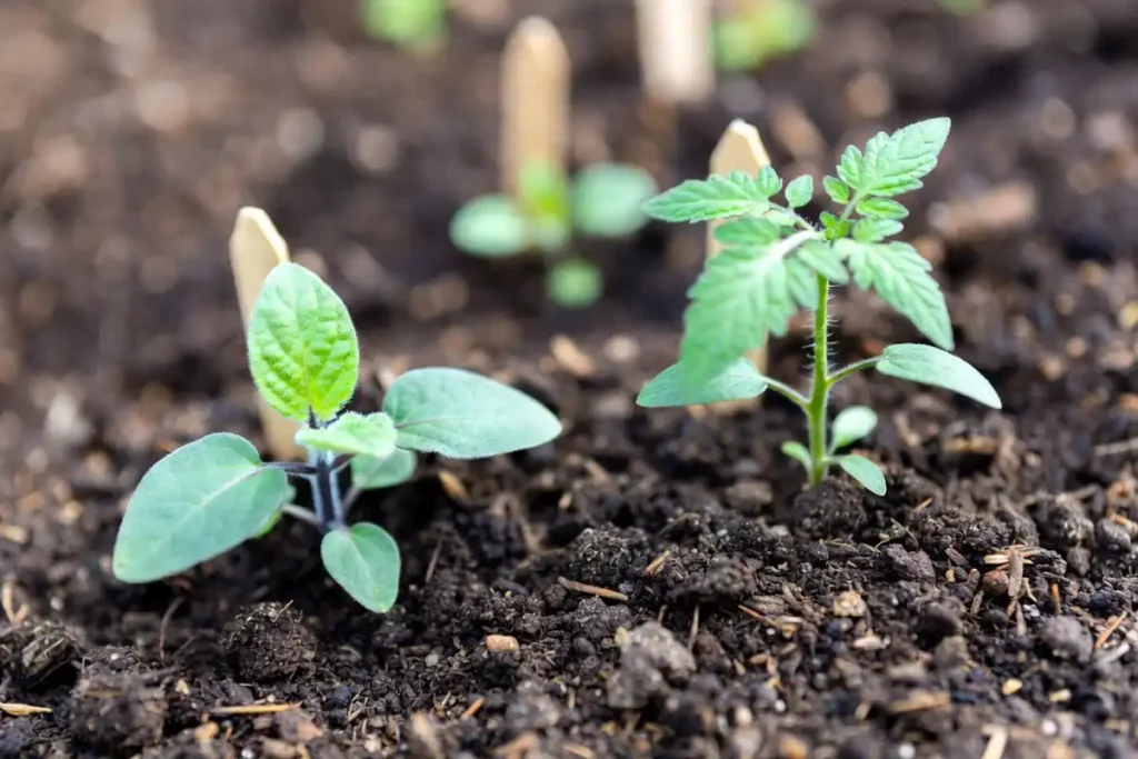 eggplant and tomato seedlings growing in the same loamy garden soil