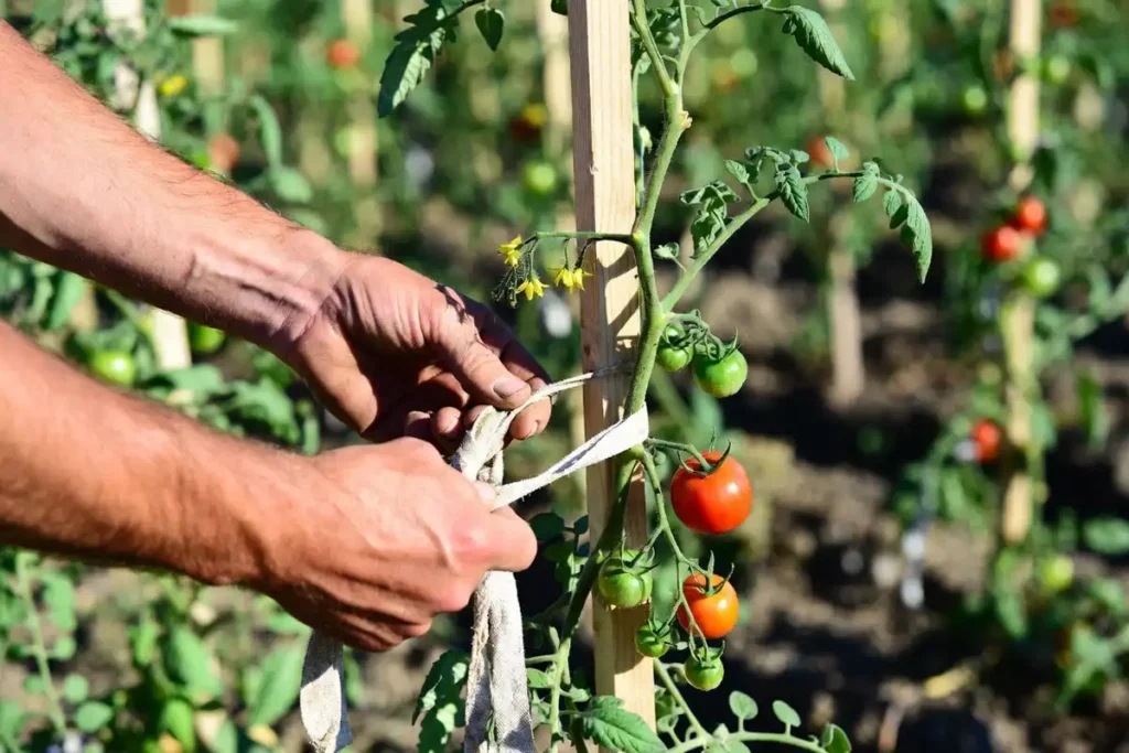 farmer securing a tomato vine to a tall support stake in a garden row