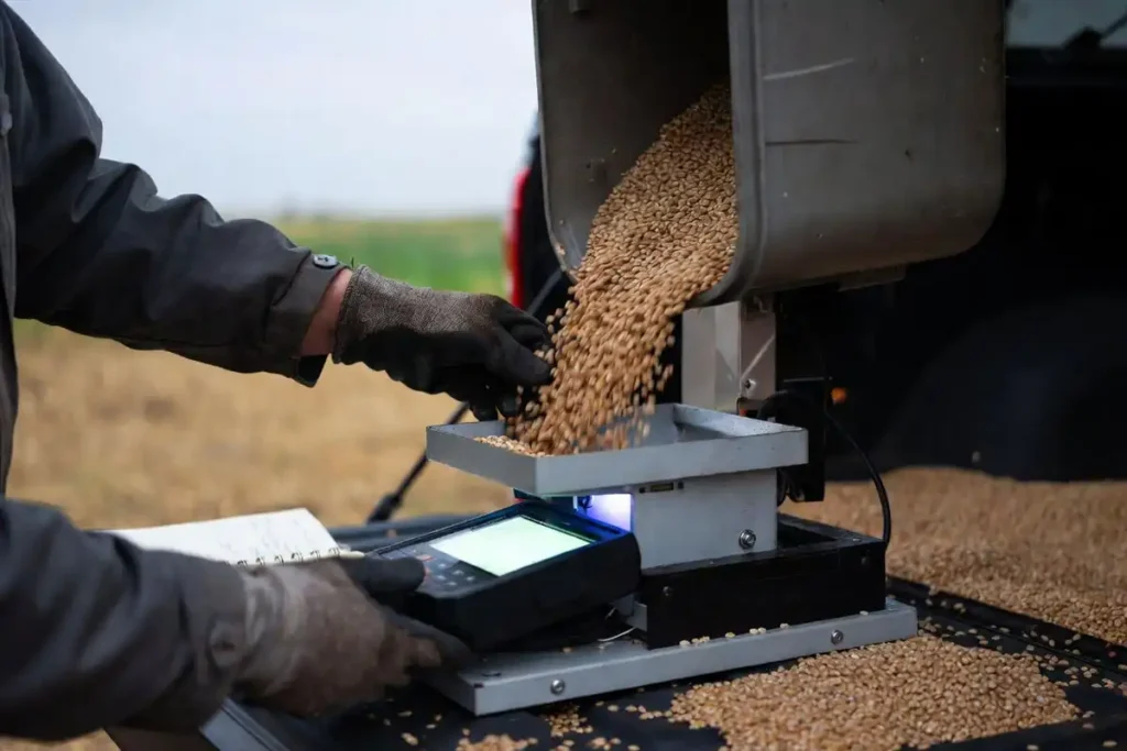testing wheat moisture on a pickup tailgate