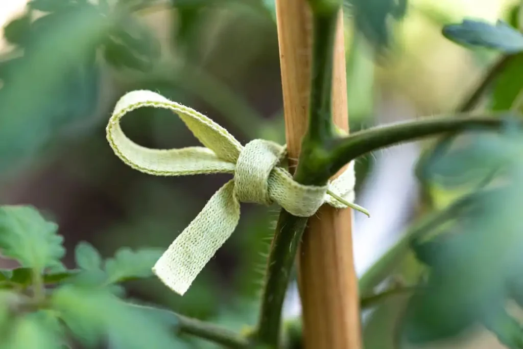 a figure eight soft tie connecting a tomato stem to a wooden support stake