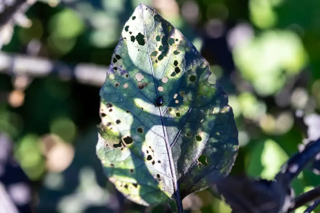 small round holes on eggplant leaves caused by flea beetle feeding