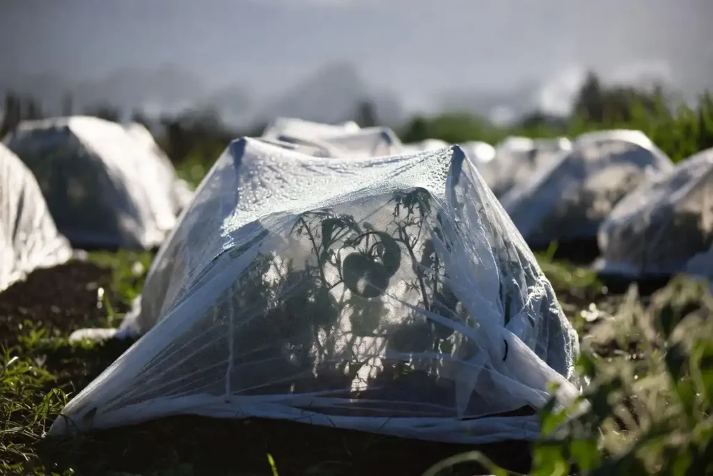 white floating row cover over tomato plants protecting them from spring frost