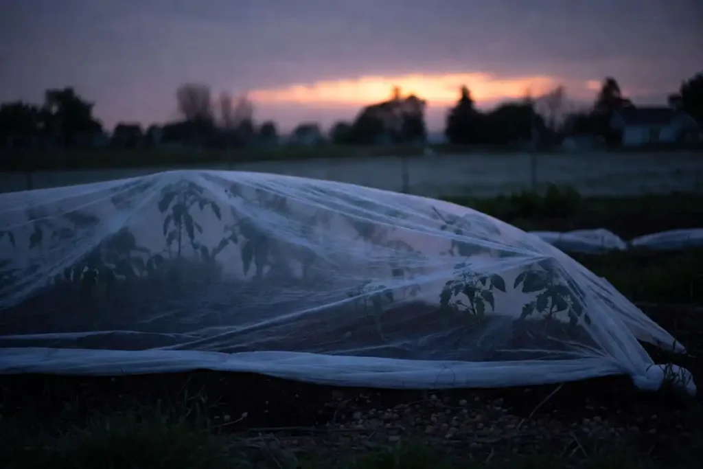 white floating row cover fabric draped over tomato rows in garden at dusk