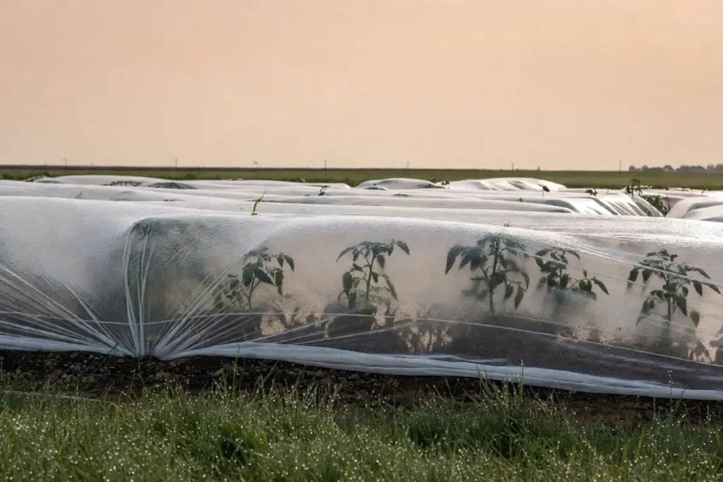 white row cover fabric draped over tomato plants to protect from late spring frost
