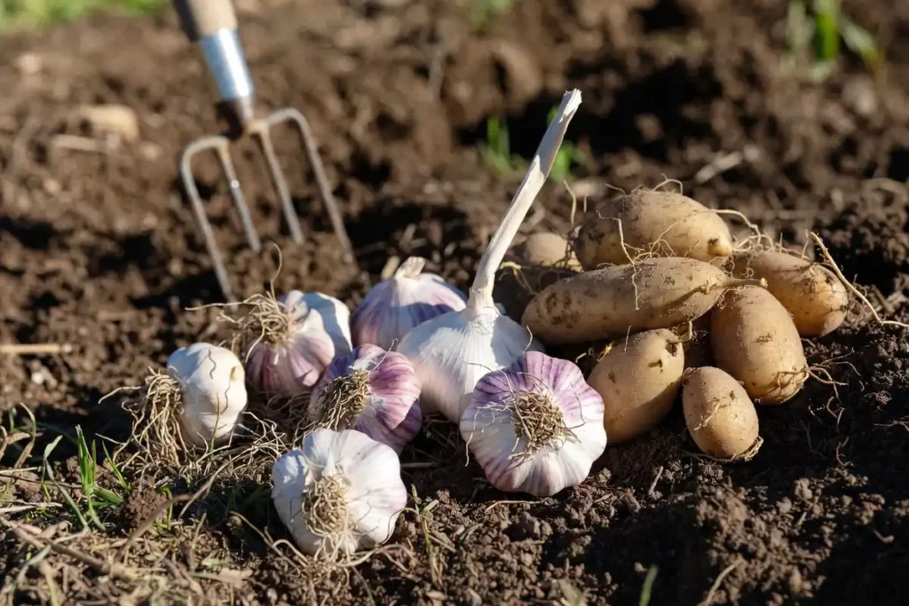 Freshly harvested garlic and potatoes from a companion planted garden bed