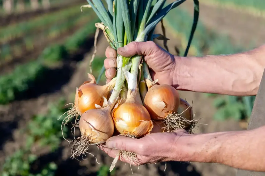 Bunch of freshly pulled spring onions with roots and soil attached