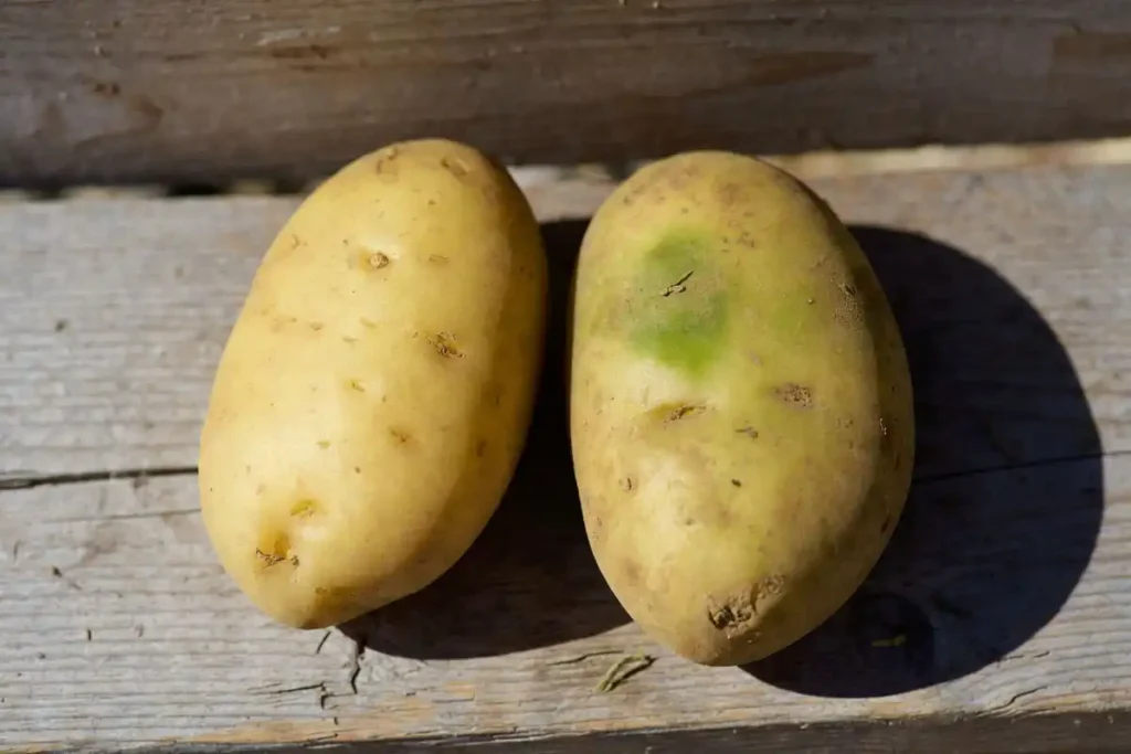green discolored potato tuber exposed to sunlight showing solanine development