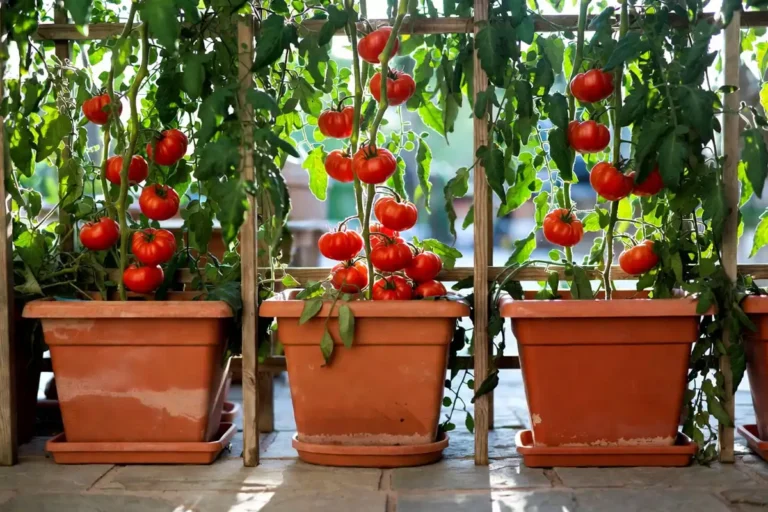 Grow Tomatoes in Containers