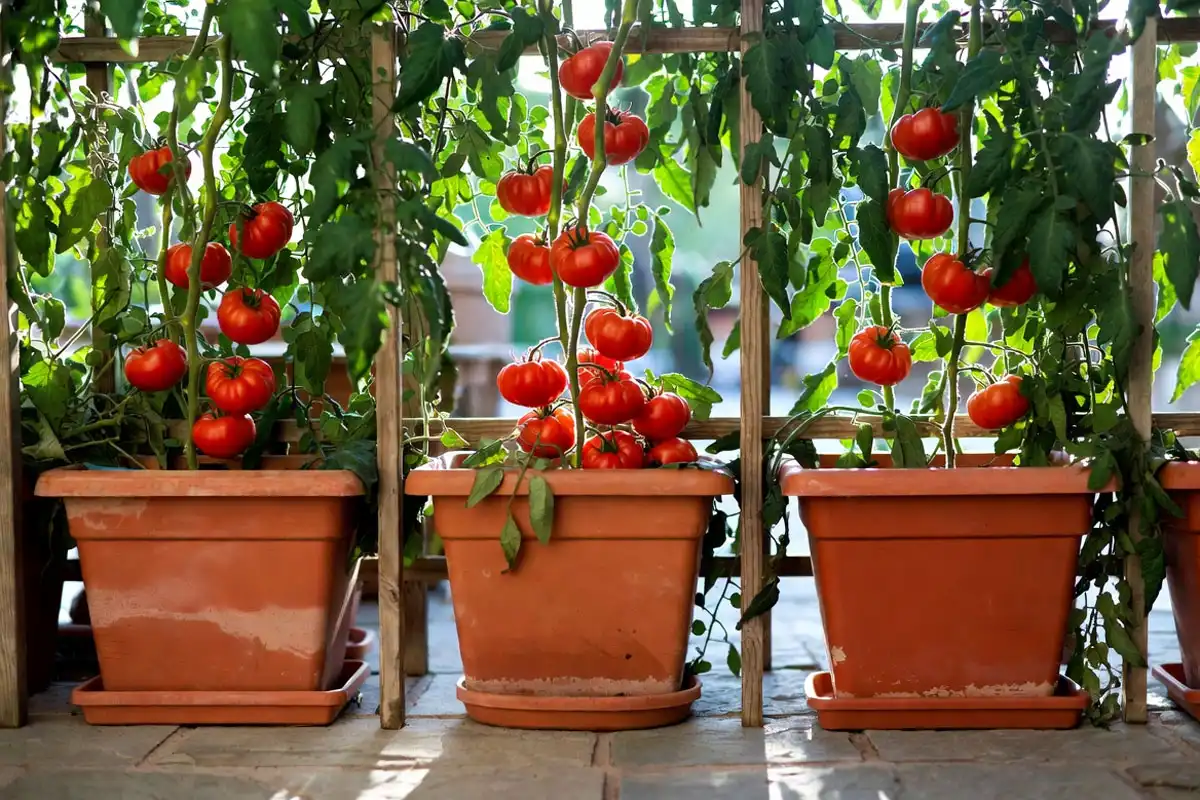 Grow Tomatoes in Containers