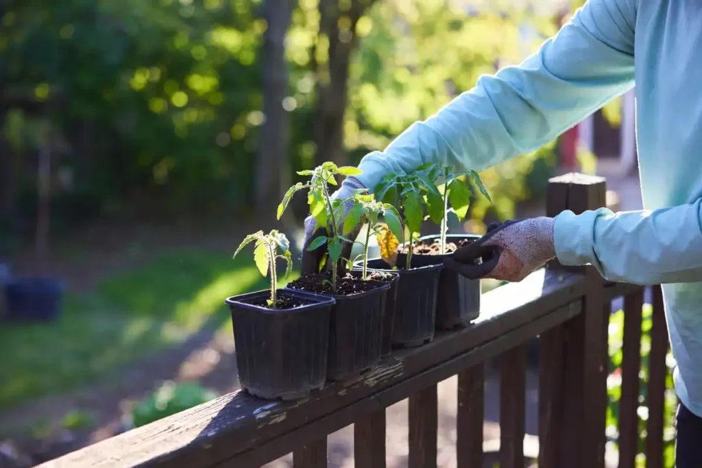 gardener placing potted tomato seedlings outside on a deck to harden off before transplanting