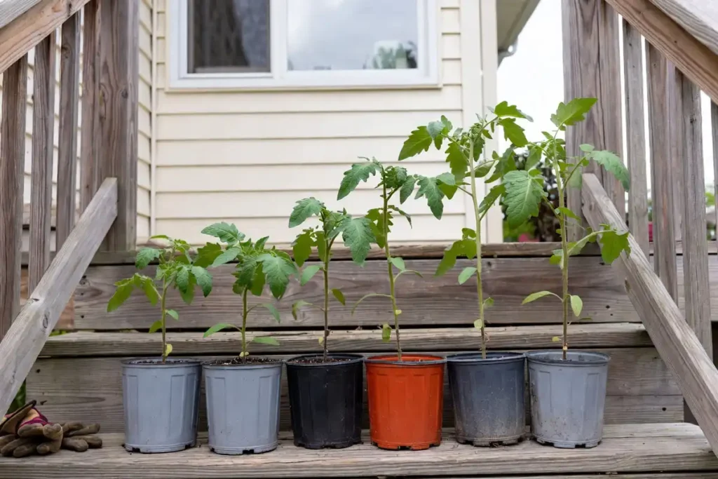 tomato transplants in pots placed outside on porch steps for hardening off