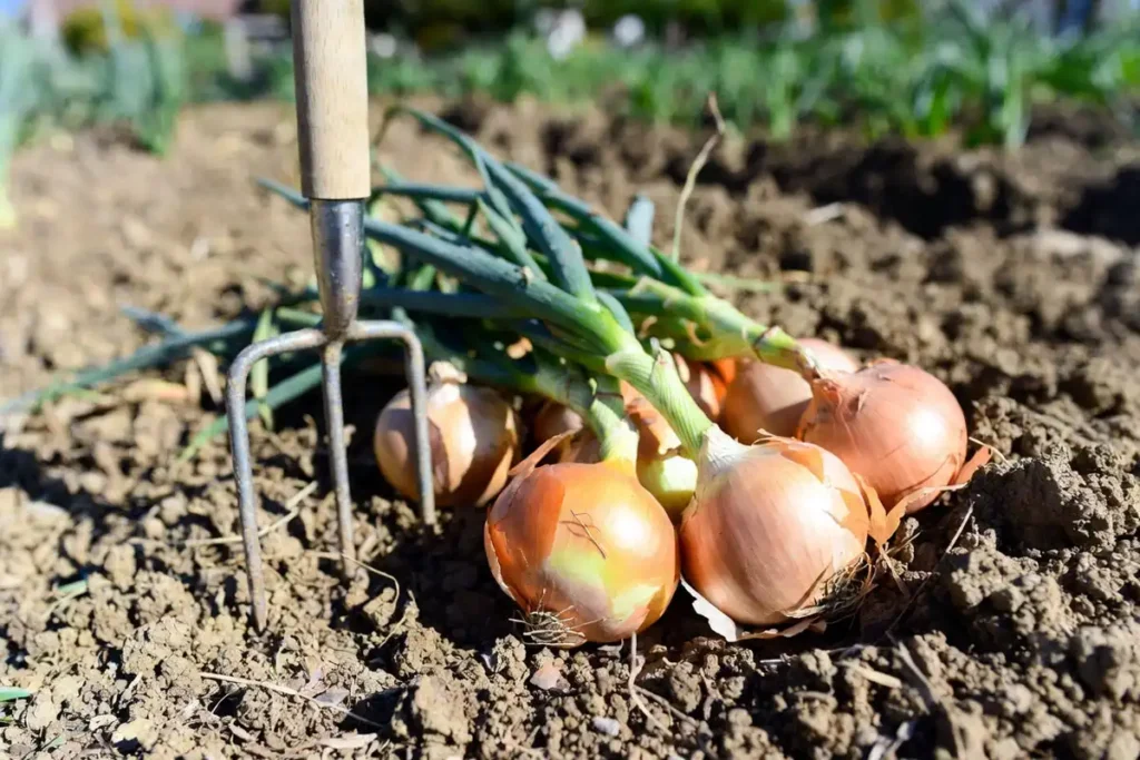 Freshly harvested onion bulbs drying on garden soil in summer