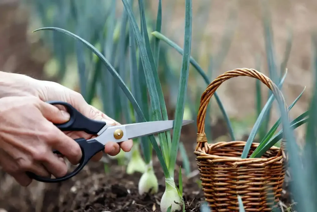 Cutting tender walking onion greens with scissors from a garden row