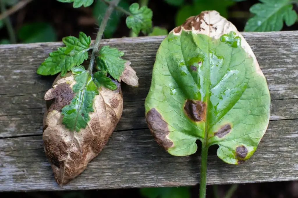 dark water soaked lesions caused by late blight on tomato and potato foliage