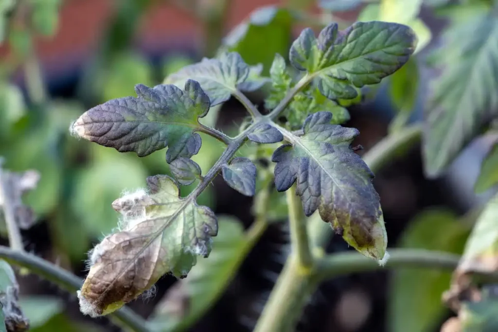 tomato leaves showing dark blotch symptoms of late blight disease