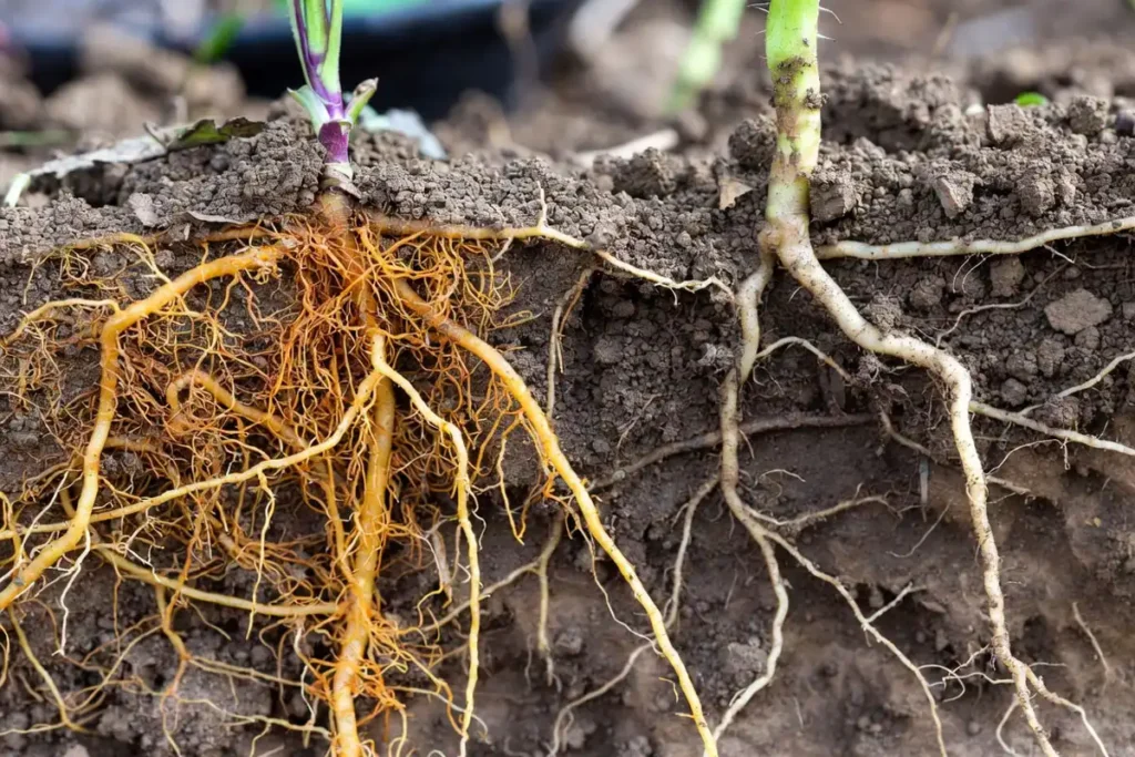 exposed marigold root system in garden soil beside tomato crop roots