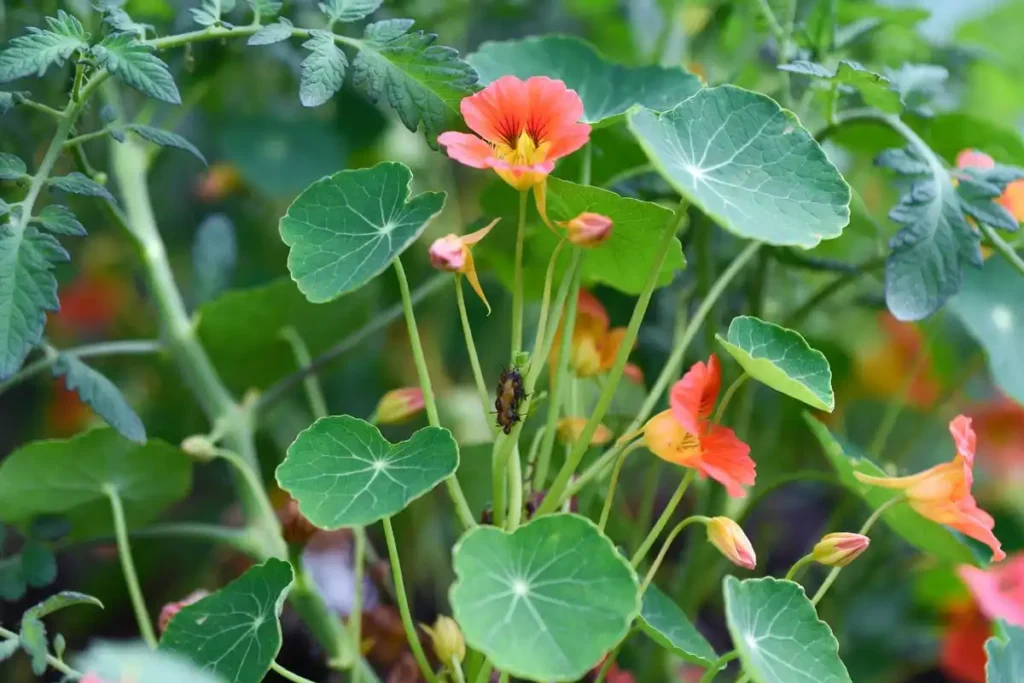nasturtium plant with aphids on stems acting as a natural trap crop beside tomatoes