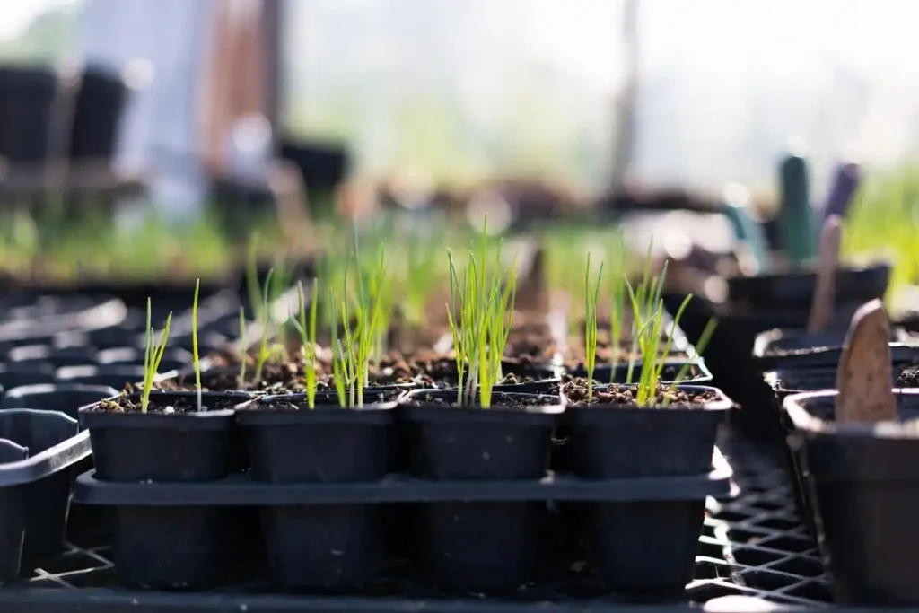 Young onion seedlings growing in cell trays on potting bench