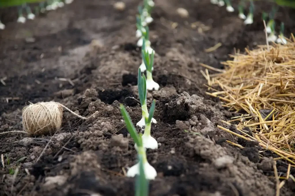 Onion sets spaced in garden rows with straw mulch nearby