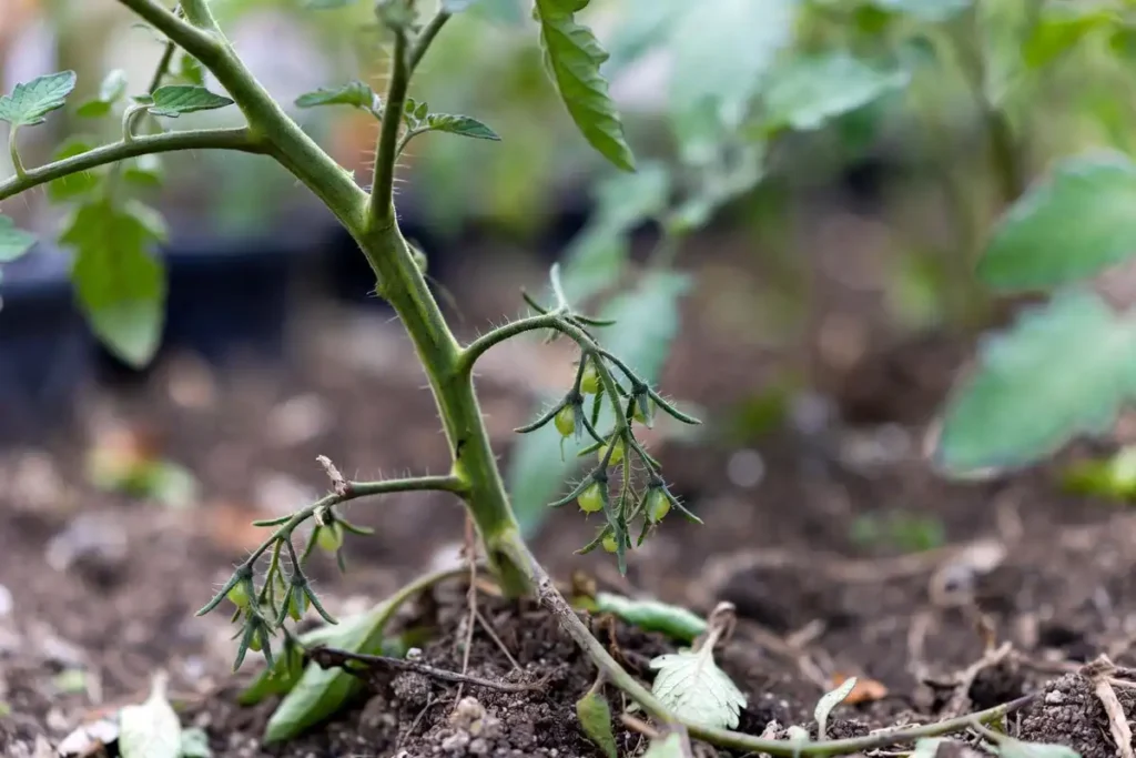 tomato plant showing stress after excessive leaf removal