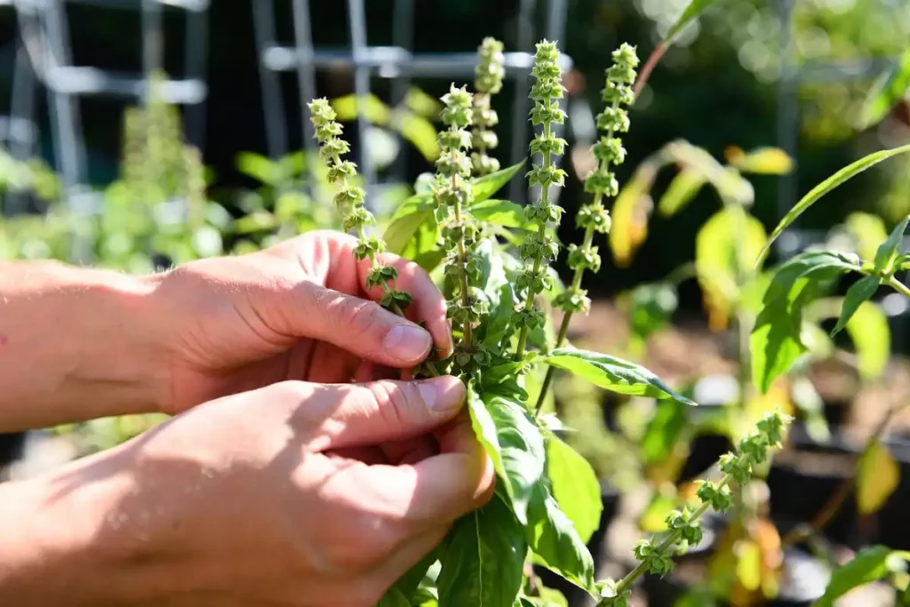 hands pinching flower buds off basil plant grown next to tomatoes