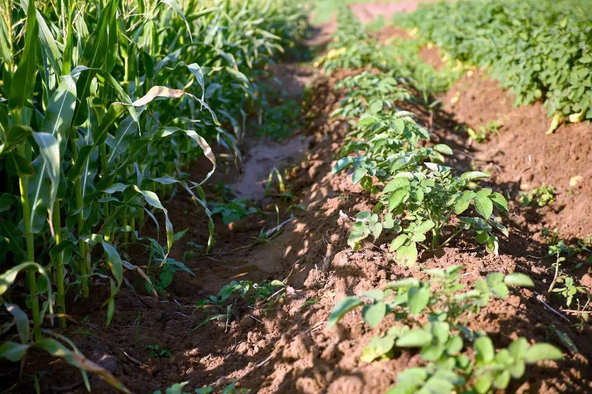 Plant Corn Next to Potatoes