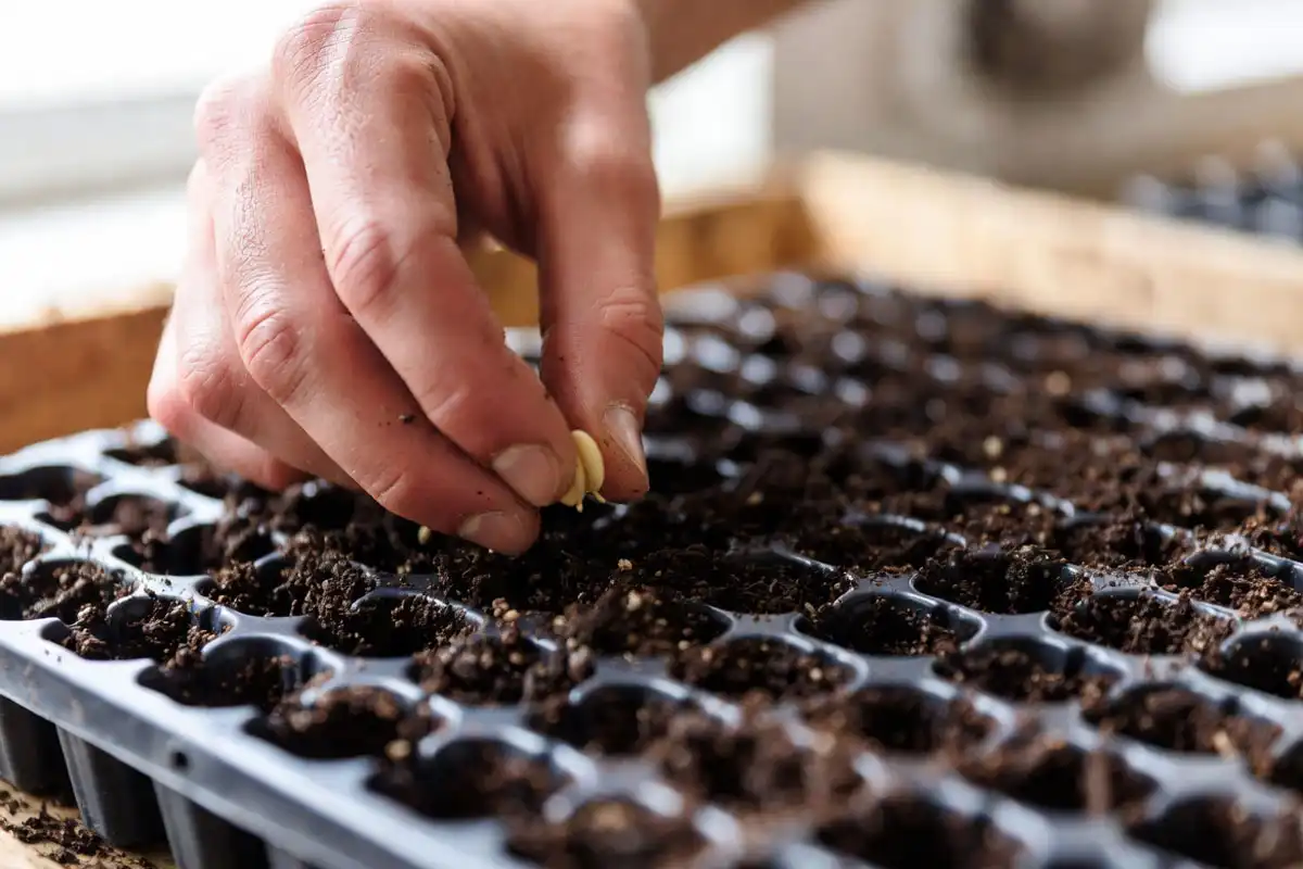 plant tomatoes from seeds