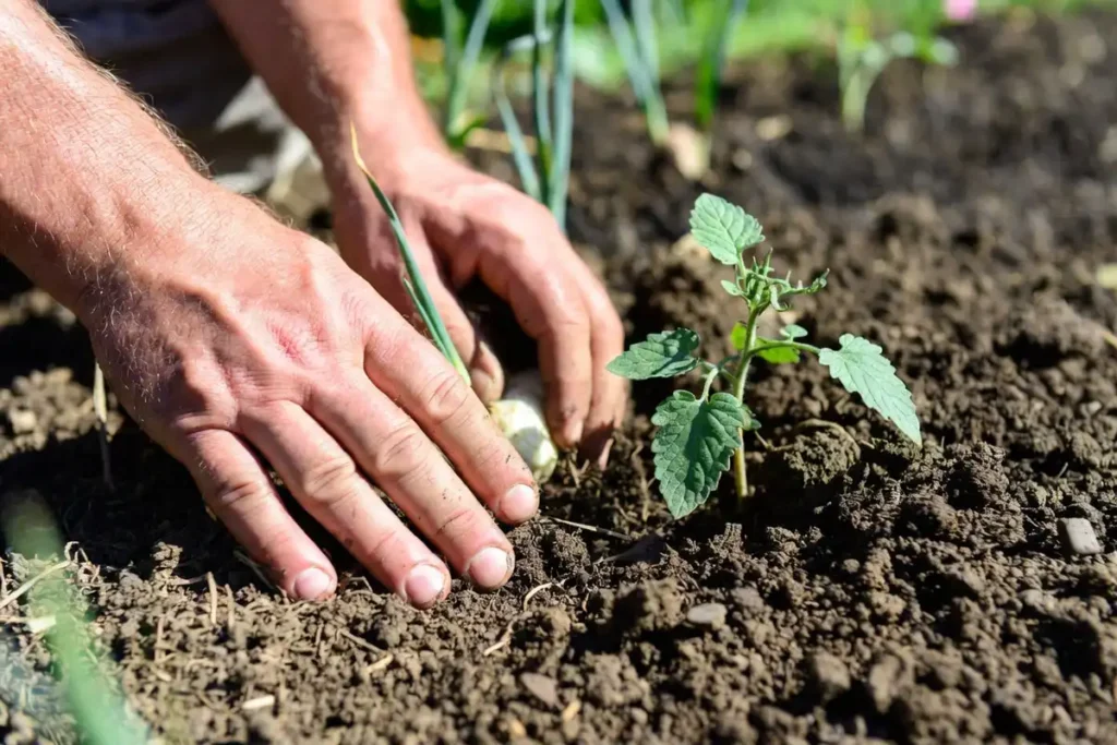 farmer pressing onion sets into soil beside a freshly transplanted tomato seedling