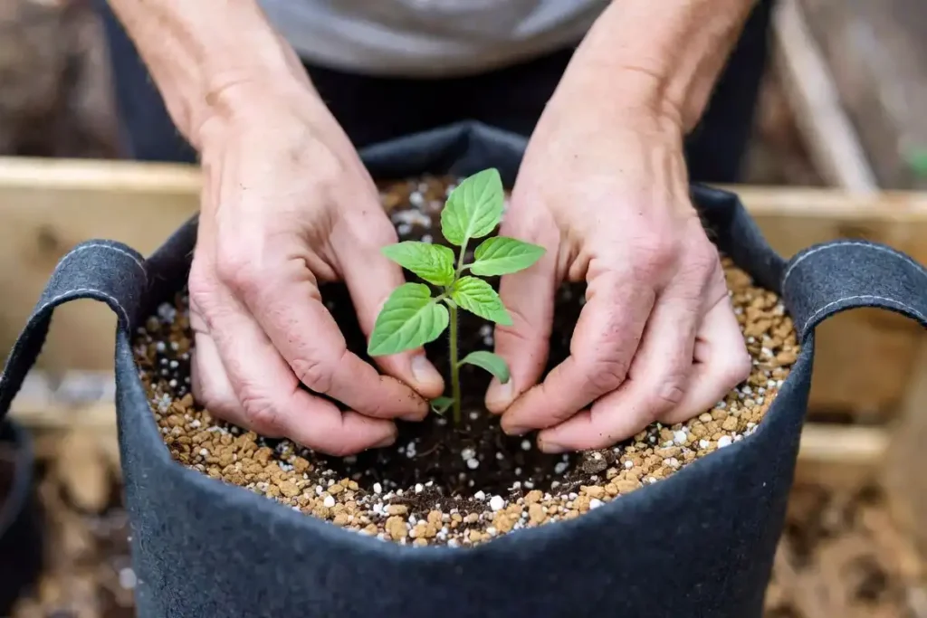 gardener transplanting a tomato seedling into a fabric container