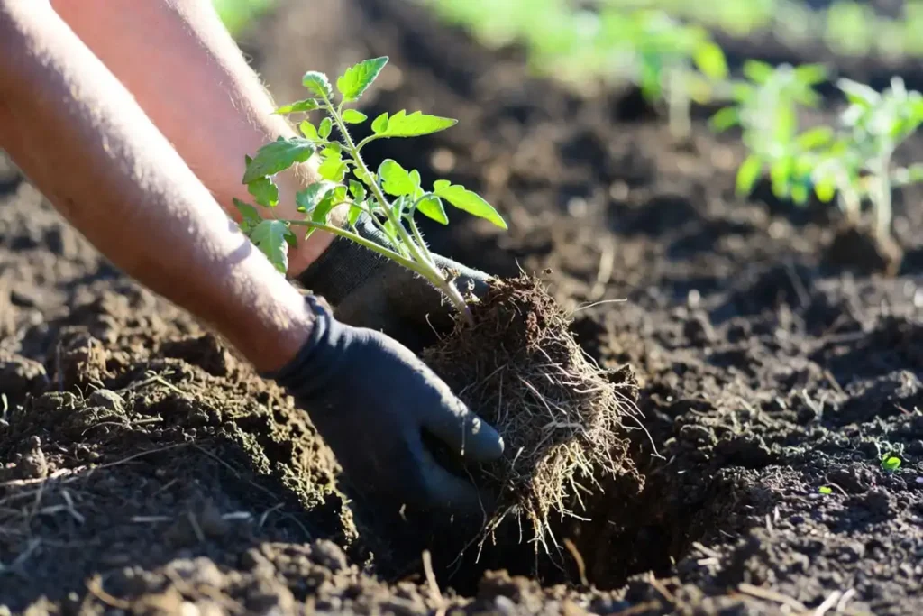 gardener lowering tomato transplant sideways into a soil trench for deep planting
