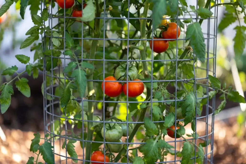 homemade remesh wire cage surrounding a large tomato plant with ripe fruit