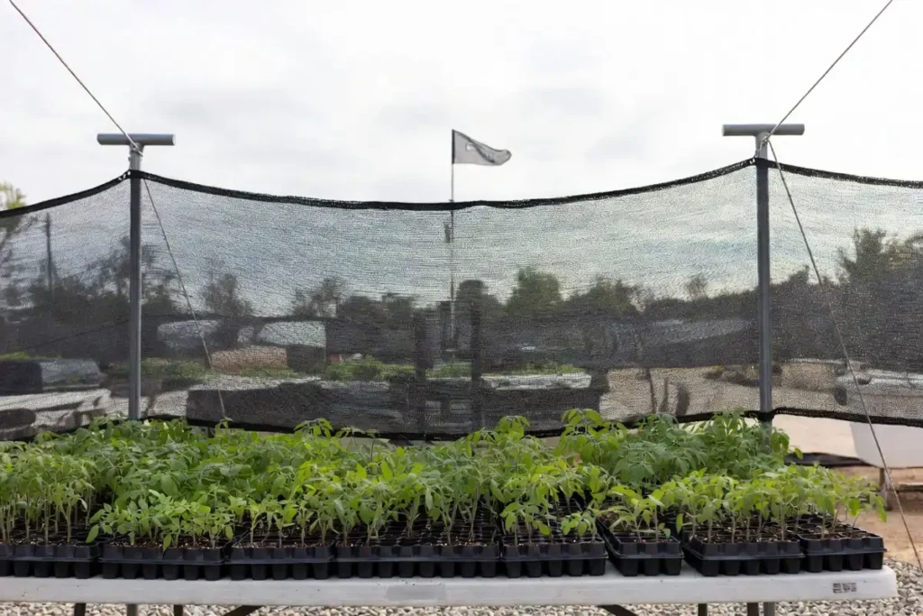 tomato transplant trays protected behind a mesh windbreak