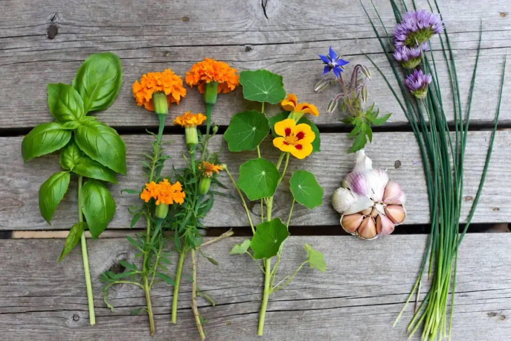 basil marigold nasturtium borage garlic and chives laid out on wooden surface