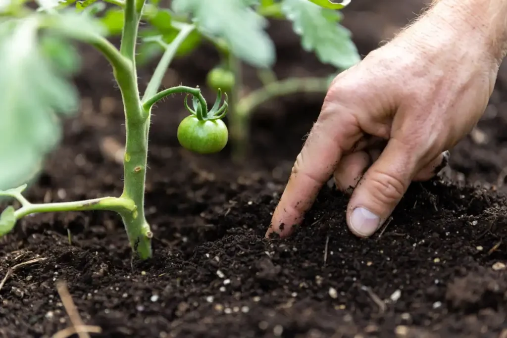 farmer pressed into moist garden soil near tomato plant roots to check moisture level