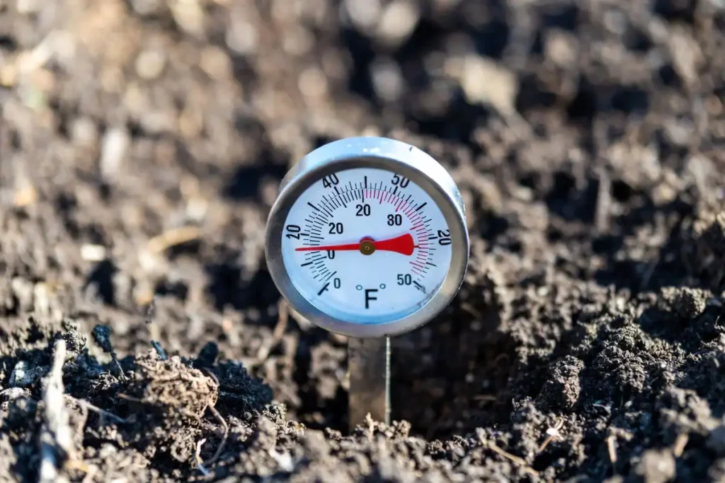 soil thermometer inserted into moist garden bed showing temperature for potato planting