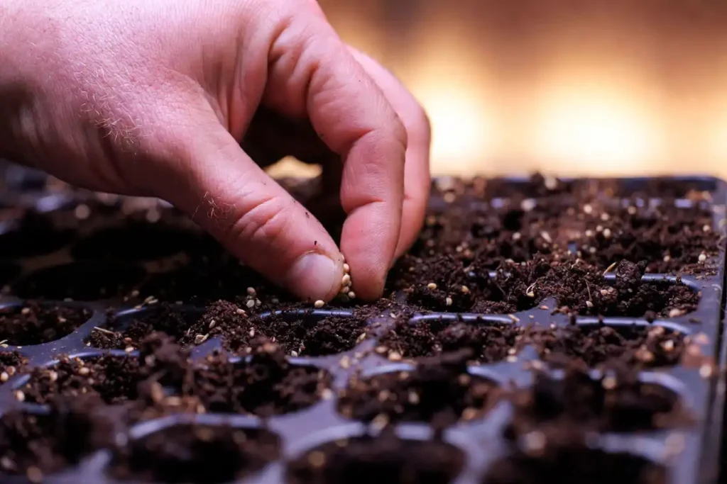 farmer pressing tomato seeds into moist seed starting mix in a seedling tray