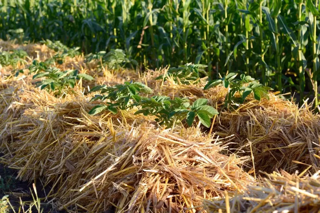 Straw mulch spread between potato plants in a garden bed