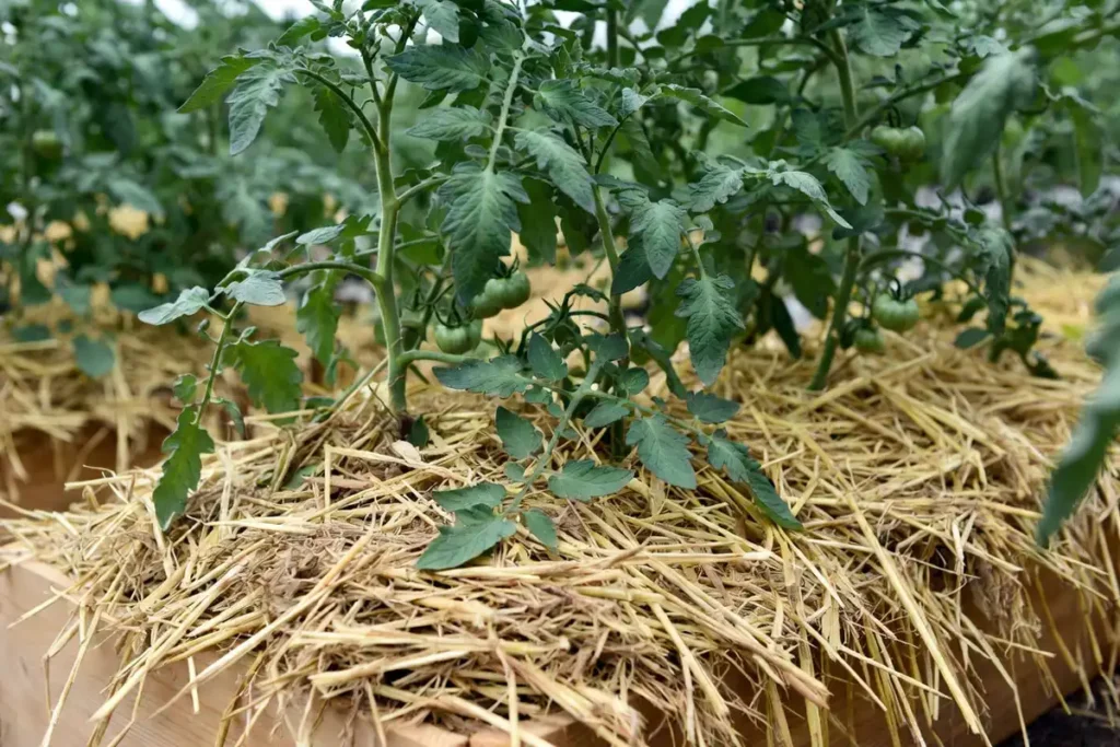 thick layer of straw mulch applied around the base of tomato plants in a raised bed