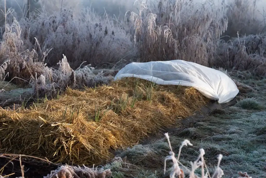 Thick straw mulch covering onion bed for winter protection