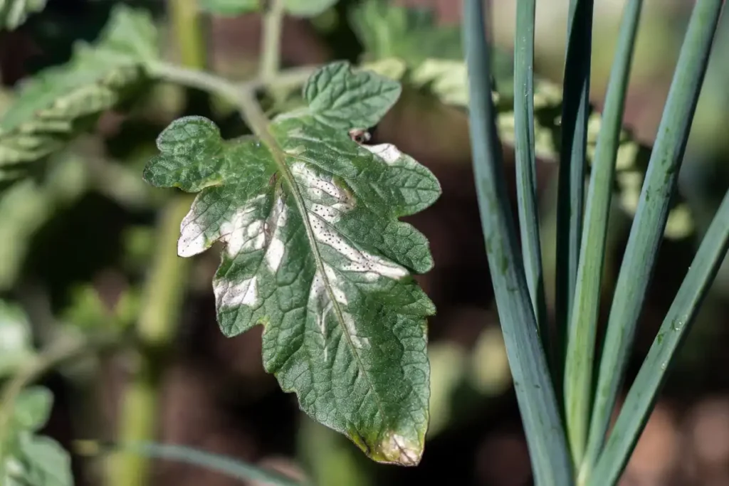 silver-streaked tomato leaf showing early thrips feeding damage alongside healthy onion plants in a garden
