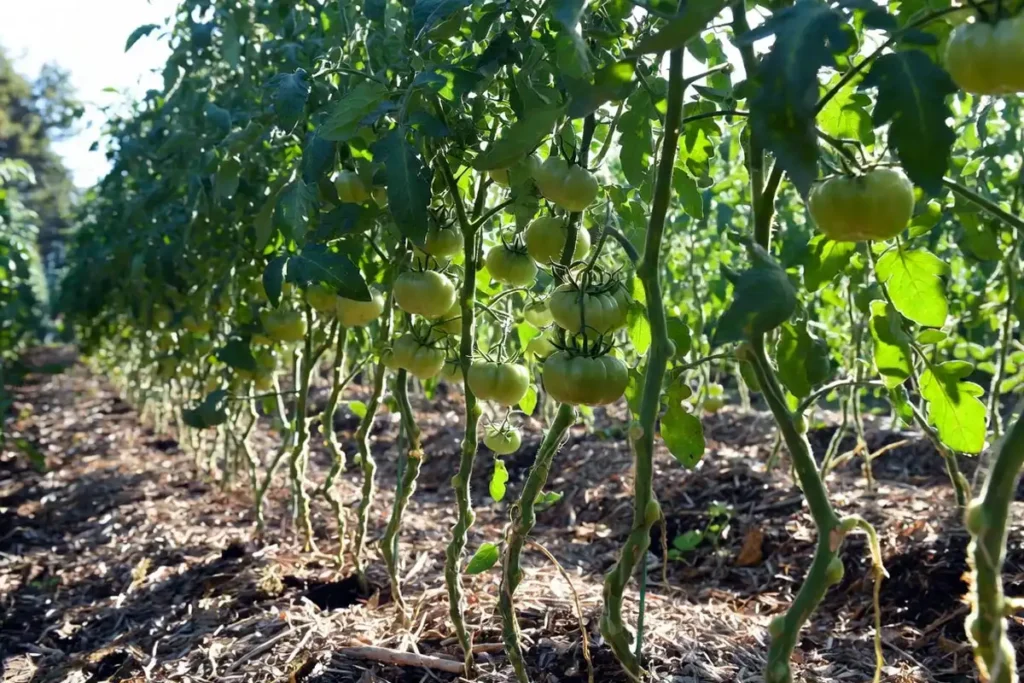 open tomato canopy after lower leaves removed for airflow